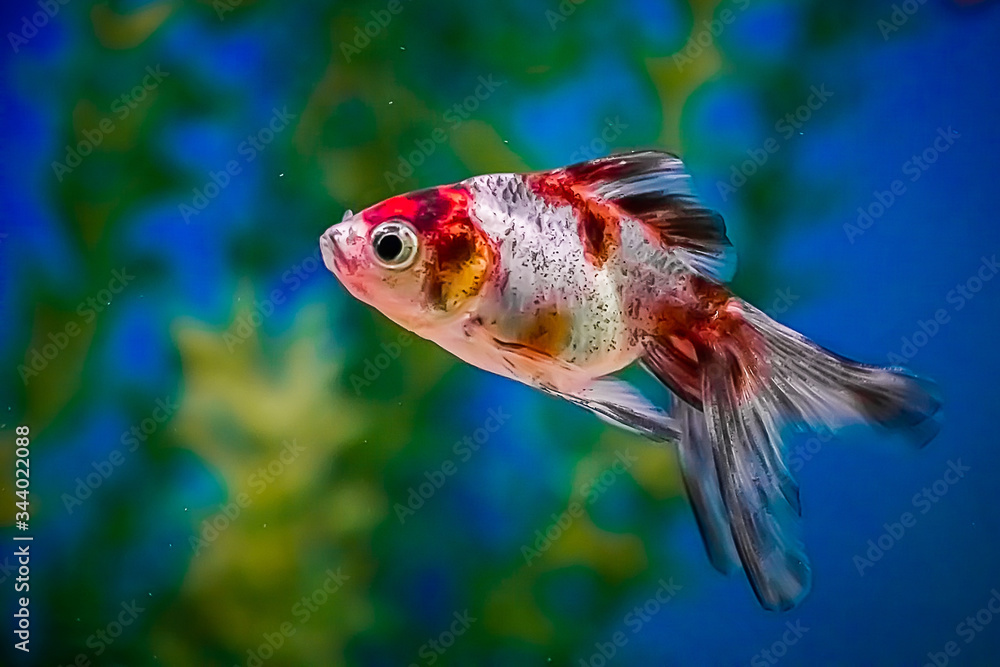 Red aquarium fish Carassius auratus swim in the blue water. Underwater, soft focus Red aquarium fish Carassius auratus swim in the blue water. Underwater, soft focus