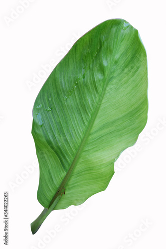 banana leaf isolated on white background