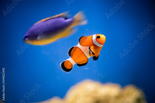 Orange clown fish Amphiprion swims in the blue water.