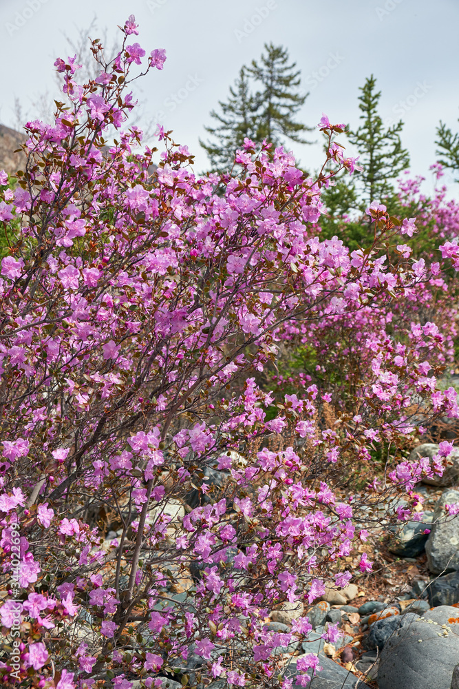 Rhododendron dauricum bushes with flowers (popular names bagulnik, maralnik) with altai river Katun and mountains on background.