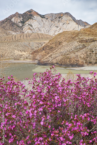 Rhododendron dauricum bushes with flowers (popular names bagulnik, maralnik) with altai river Katun and Chuya on background.