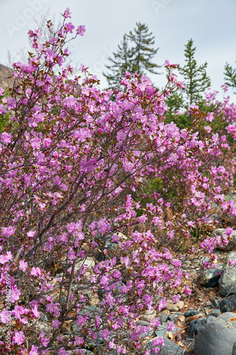 Rhododendron dauricum bushes with flowers  popular names bagulnik  maralnik  with altai river Katun and mountains on background.