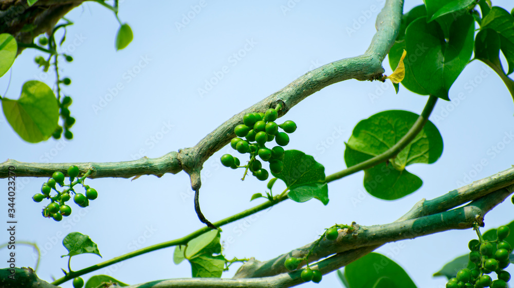 Tinospora cordifolia, Giloy is a universal herb that helps boost immunity with Sky blue background Tinospora cordifolia, Giloy is a universal herb that helps boost immunity with Sky blue background