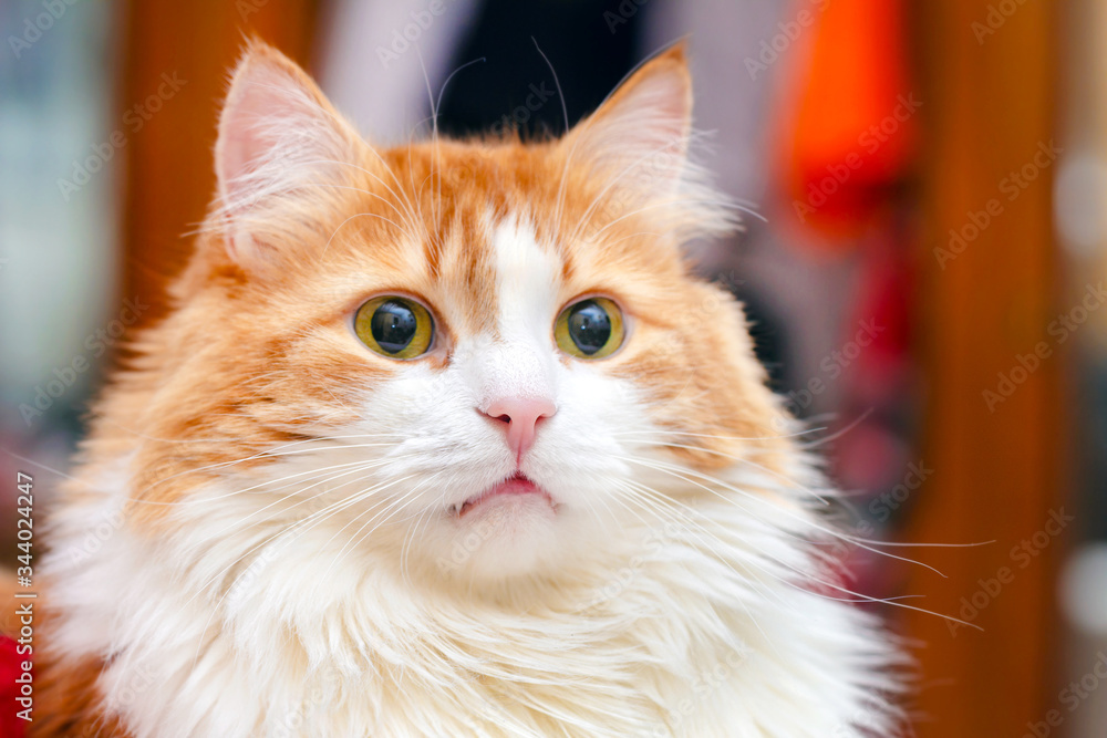 Portrait of beautiful red cat
