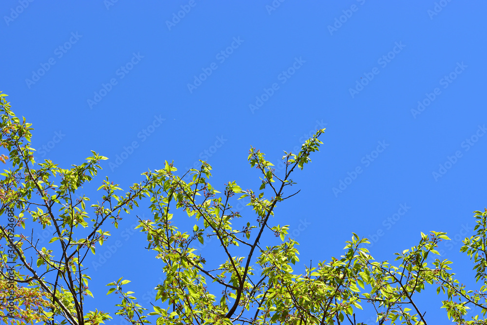 Image of Fresh green foliage and clear sky Image of Fresh green foliage and clear sky