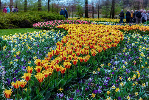 Keukenhof gardens, Netherlands. Flower bed of colourful tulips in spring. Colorful tulips in the Keukenhof garden, Holland Netherlands. Tulip Flower Field.
