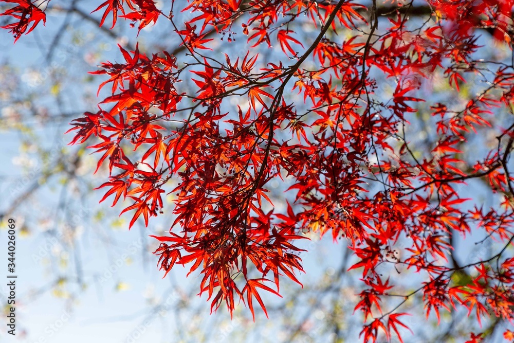 紅葉