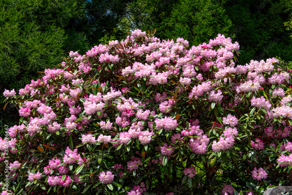 Obraz premium 朝地のシャクナゲ