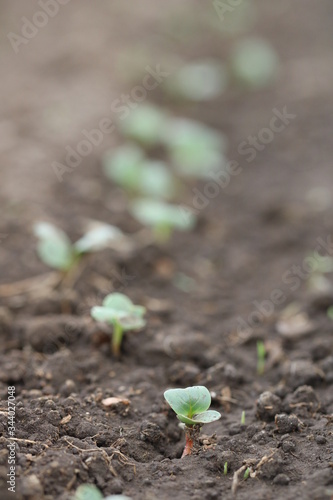 Small sprouts of radish in the ground close-up, macro photo. Selective focus, vertical. The concept of gardening, growing vegetables.