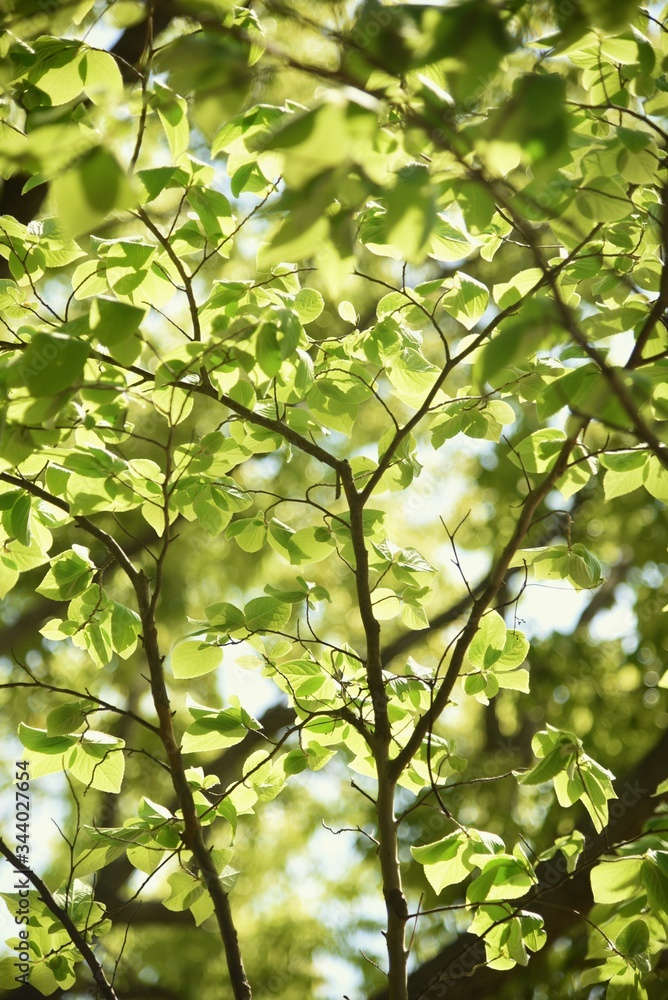 Fototapeta premium Japanese stewartia trunk and leaves / Theaceae deciduous tree.