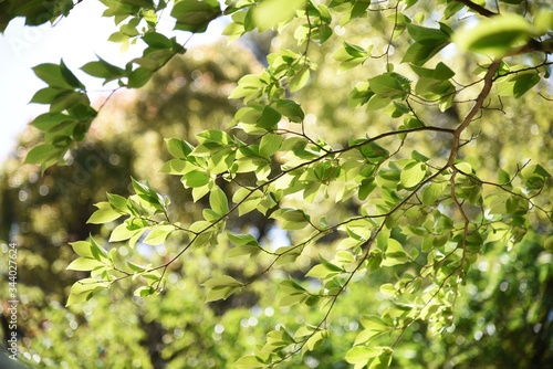 Japanese stewartia trunk and leaves / Theaceae deciduous tree.