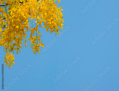 golden shower flower in summer with blue sky