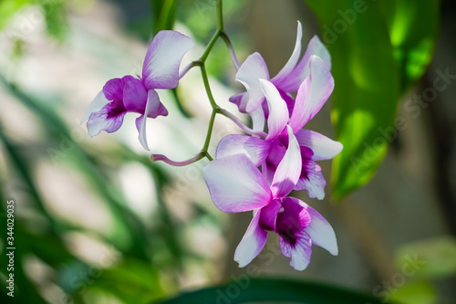 Selective focus of beautiful purple orchids flower on nature green background.