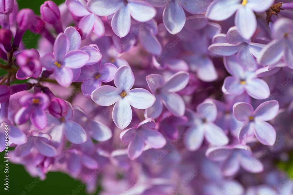 Lilac flowers spring blooming scene. Blossom lilac flowers in spring. Spring lilac flowers blooming. Spring lilac bush blooming Lilac flowers spring blooming scene. Blossom lilac flowers in spring. Spring lilac flowers blooming. Spring lilac bush blooming