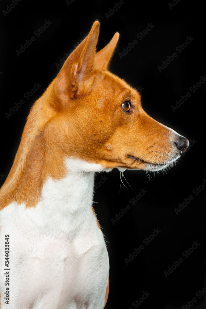 Basenji, dog, studio photography on a black background
