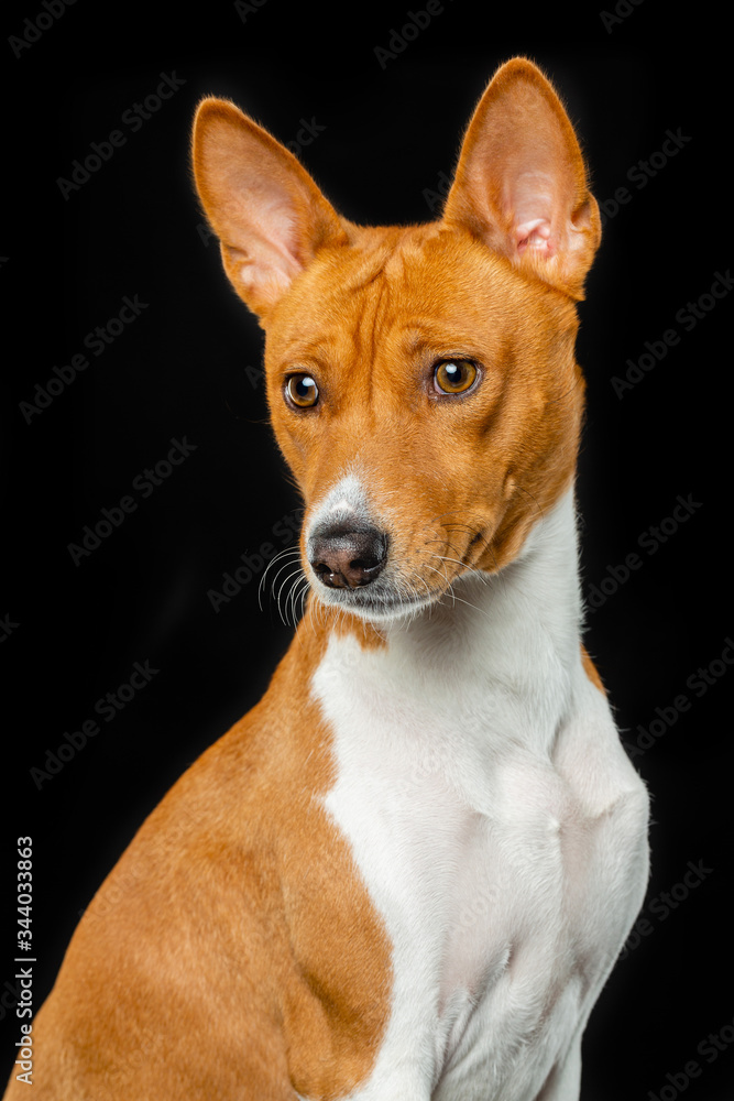 Basenji, dog, studio photography on a black background Basenji, dog, studio photography on a black background