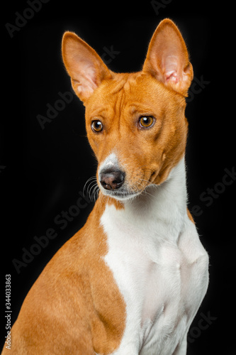 Basenji, dog, studio photography on a black background