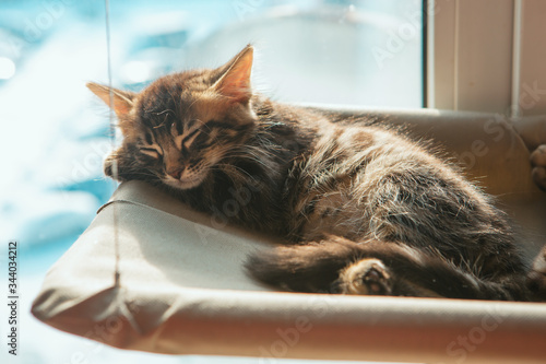 Cute charcoal longhair bengal kitty cat laying on the cat's window bed and sleeping. © Smile