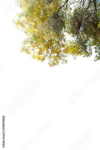 Branch of Tabebuia or Golden tree or Tallow Pui tree on isolated, an evergreen leaves plant di cut on white background with clipping path. © topten22photo