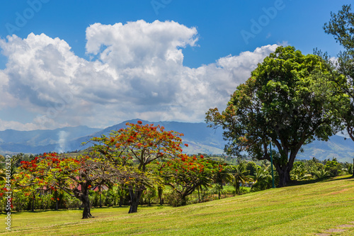 Landscape view of the countryside in Fiji, showing the red flowering Delonix regia, a species of flowering plant in the bean family Fabaceae.