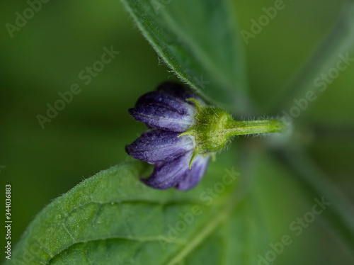 Macro image of purple Jalapeno flower