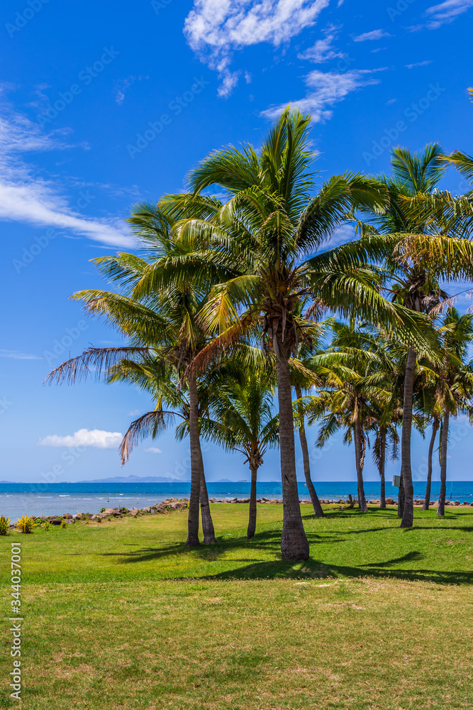 Coconut Palm Tree (Cocos nucifera), with coconuts, against a blue sky with fluffy clouds.