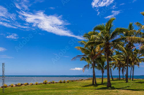 Coconut Palm Tree (Cocos nucifera), with coconuts, against a blue sky with fluffy clouds.
