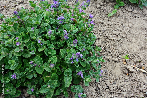 Nepeta transcaucasica purple wild spring flower photo