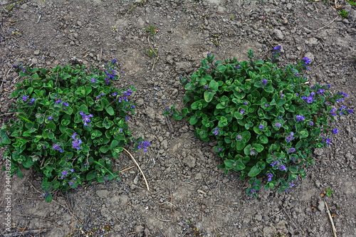 Nepeta transcaucasica purple wild spring flower photo