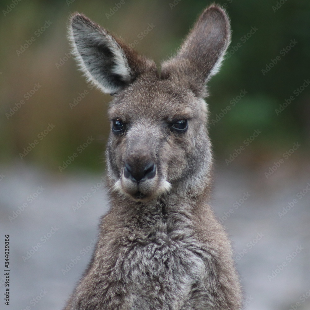 Australia. Kangaroo.
