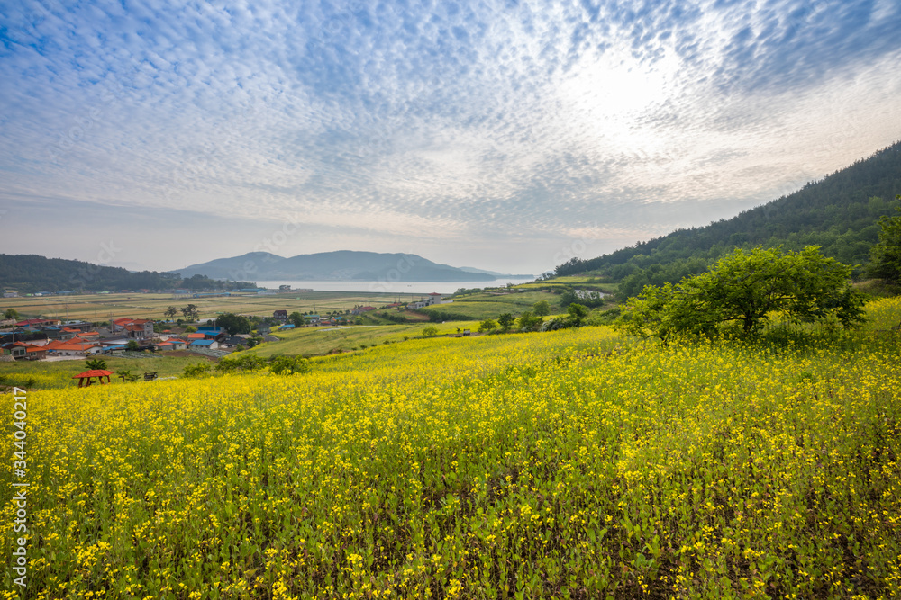 Yellow rape flower field, blue sky, beautiful seaside village scenery, spring in Korea.