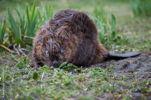 A female  and pregnant beaver eating fresh grass.