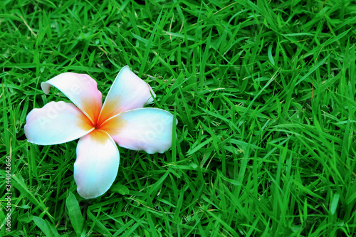 Lotus and flower background for decoration.