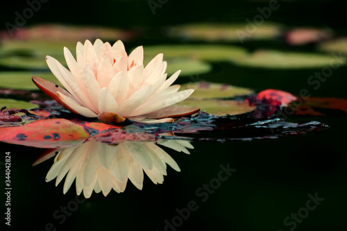 Lotus and flower background for decoration.