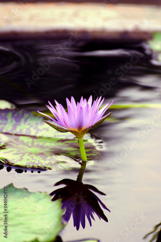 Lotus and flower background for decoration.