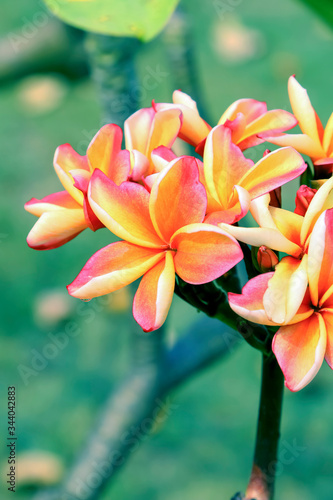 Lotus and flower background for decoration.