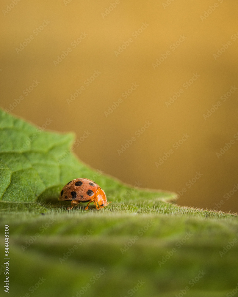 A small ladybird sits on a green leaf with warm color