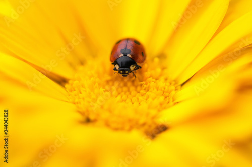 ..Ladybug. Close-up of a ladybug sitting on a yellow flower on a dark background. Macrophotography. Spring and summer background