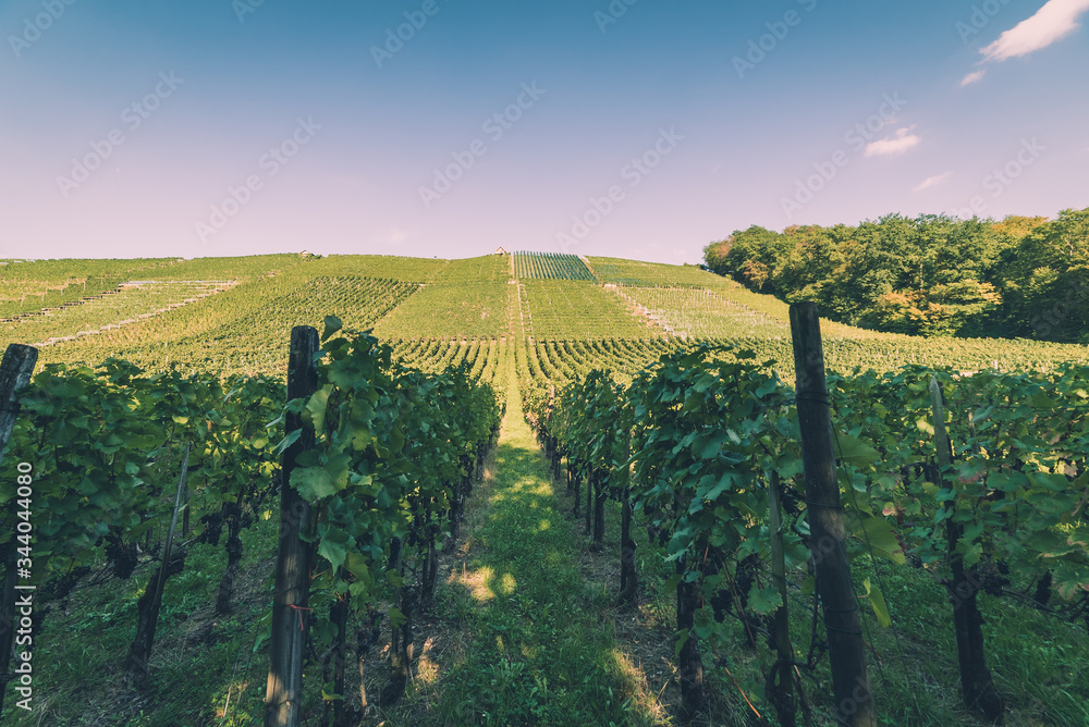 Swiss vineyard with rows of grape vines and green hills in the background nestled along the river Rhine near the town of Eglisau in Switzerland