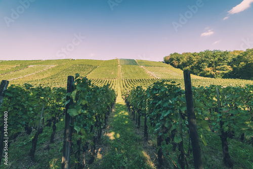 Swiss vineyard with rows of grape vines and green hills in the background nestled along the river Rhine near the town of Eglisau in Switzerland