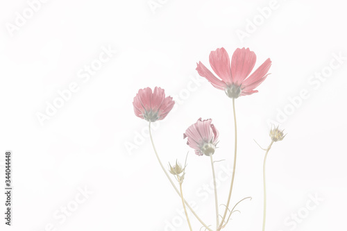 Pink Cosmos flowers