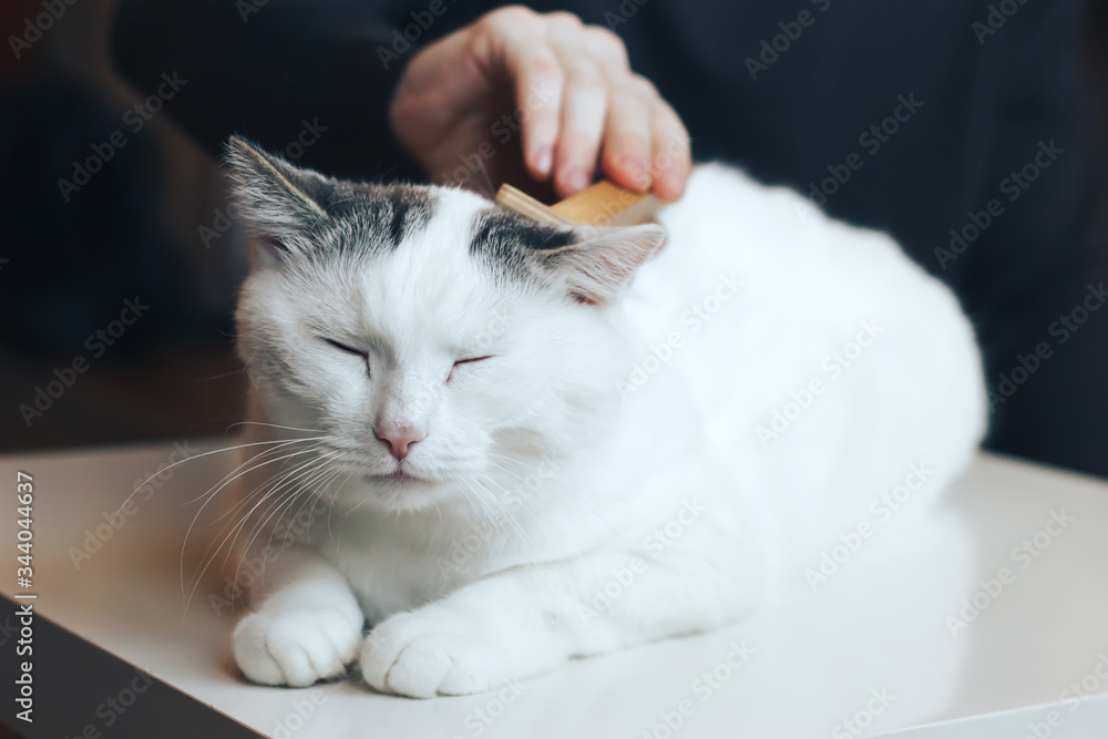 Male hands comb the fluffy cat. White cat lies on the table. Male hands comb the fluffy cat. White cat lies on the table.