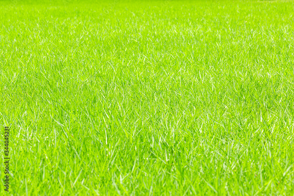 Fototapeta premium Close up green meadow grass field in the garden.Sustainable environment concept.