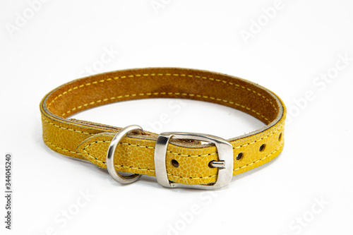 dog collar in leather pet accessory 
