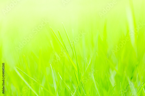 Close up green meadow grass field in the garden.Sustainable environment concept.