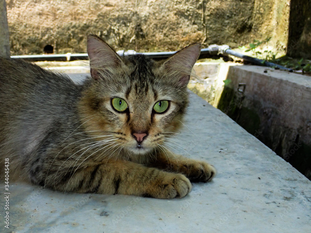 cute stray cat found in the street at Malaysia