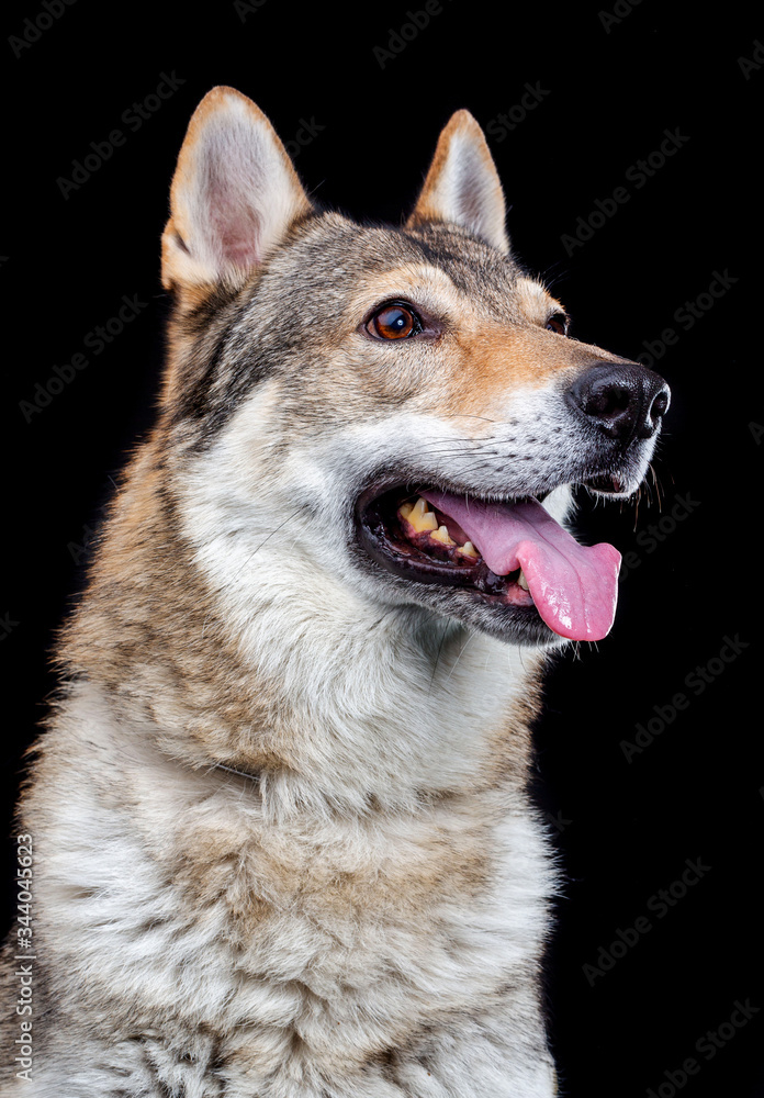 Czech wolfdog, dog, studio photography on a black background