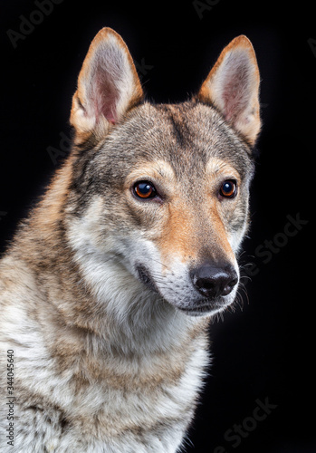 Czech wolfdog, dog, studio photography on a black background