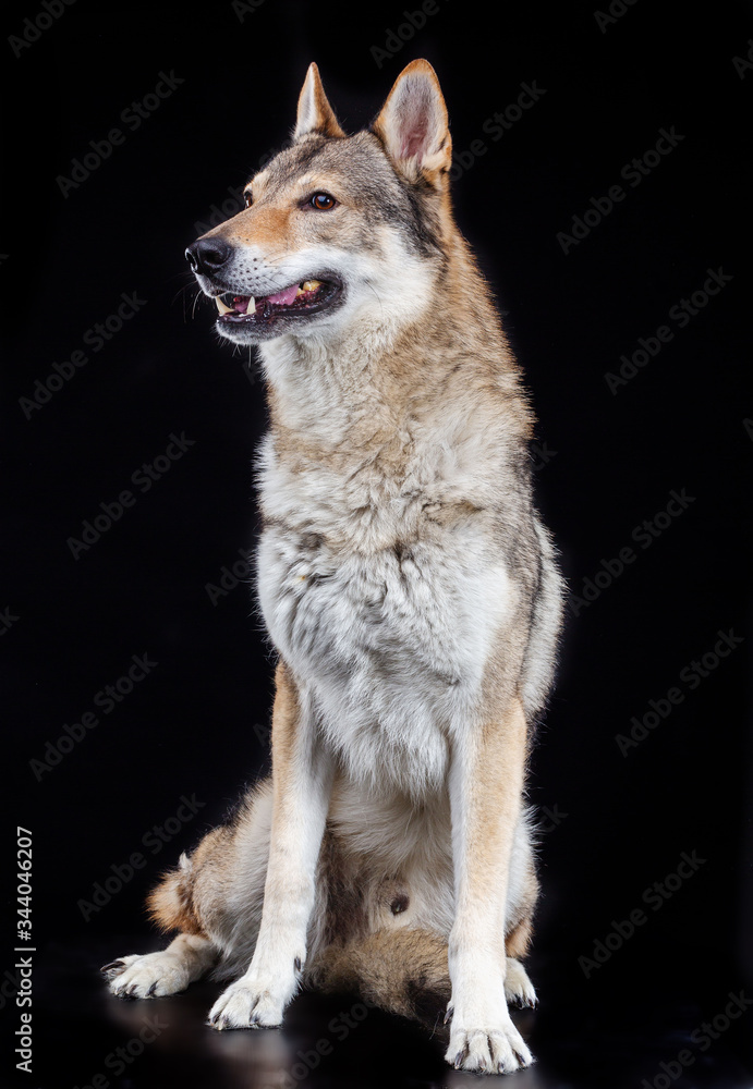 Obraz premium Czech wolfdog, dog, studio photography on a black background