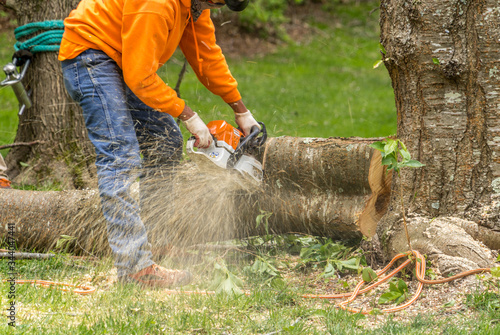 Arborist or woodcutter chopping up a tree with an electric chainsaw as the wood chips fly all over © tamas